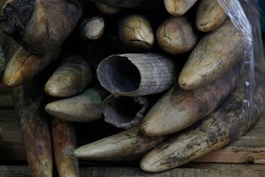 Is Google promoting the sale of elephant and whale ivory products?